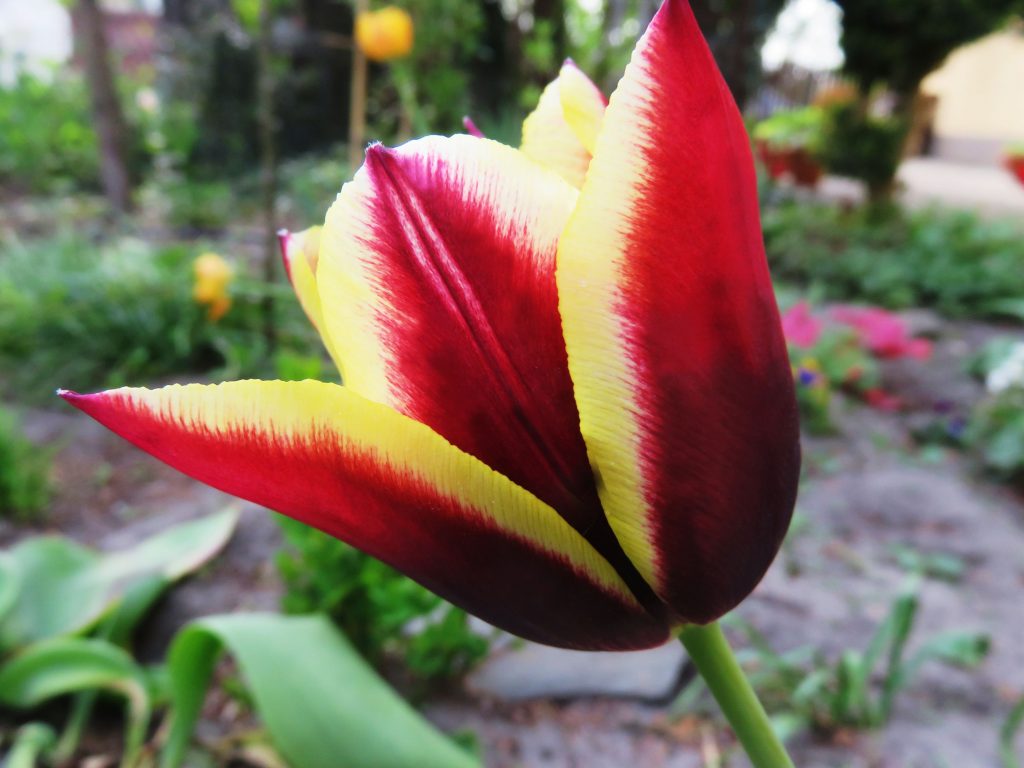 kiedy sadzić tulipany