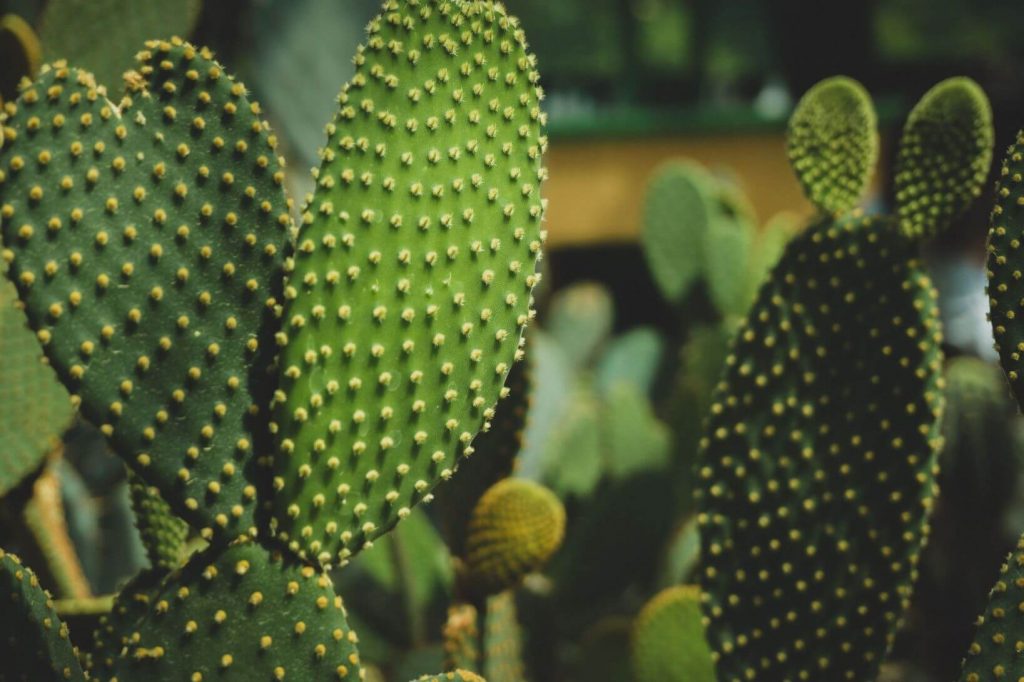 Kaktusy - Lovegarden